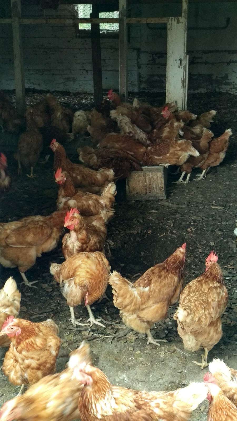 Armstrong Farm of Lattingtown | 20 Peacock Ln, Locust Valley, NY 11560, USA | Phone: (516) 671-1386