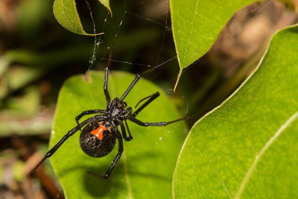 The Hitmen Termite & Pest Control | 600 E Todd Rd, Santa Rosa, CA 95407, USA | Phone: (707) 526-6055