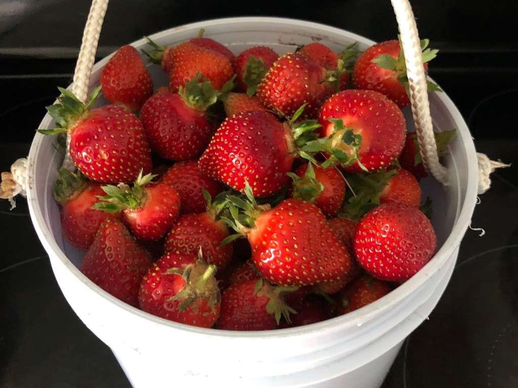 Zieglers U-Pick Strawberries | 61950 Crumstown Trail, North Liberty, IN 46554, USA | Phone: (574) 344-7035