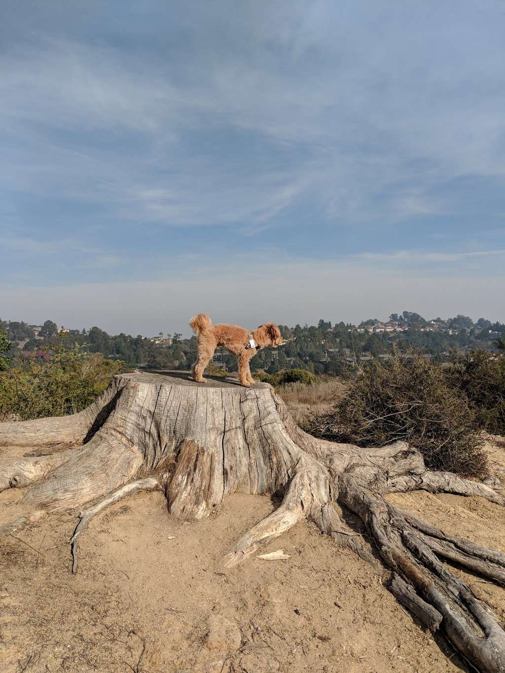 Pulgas Ridge Open Space Preserve | Redwood City, CA 94062, USA | Phone: (650) 691-1200