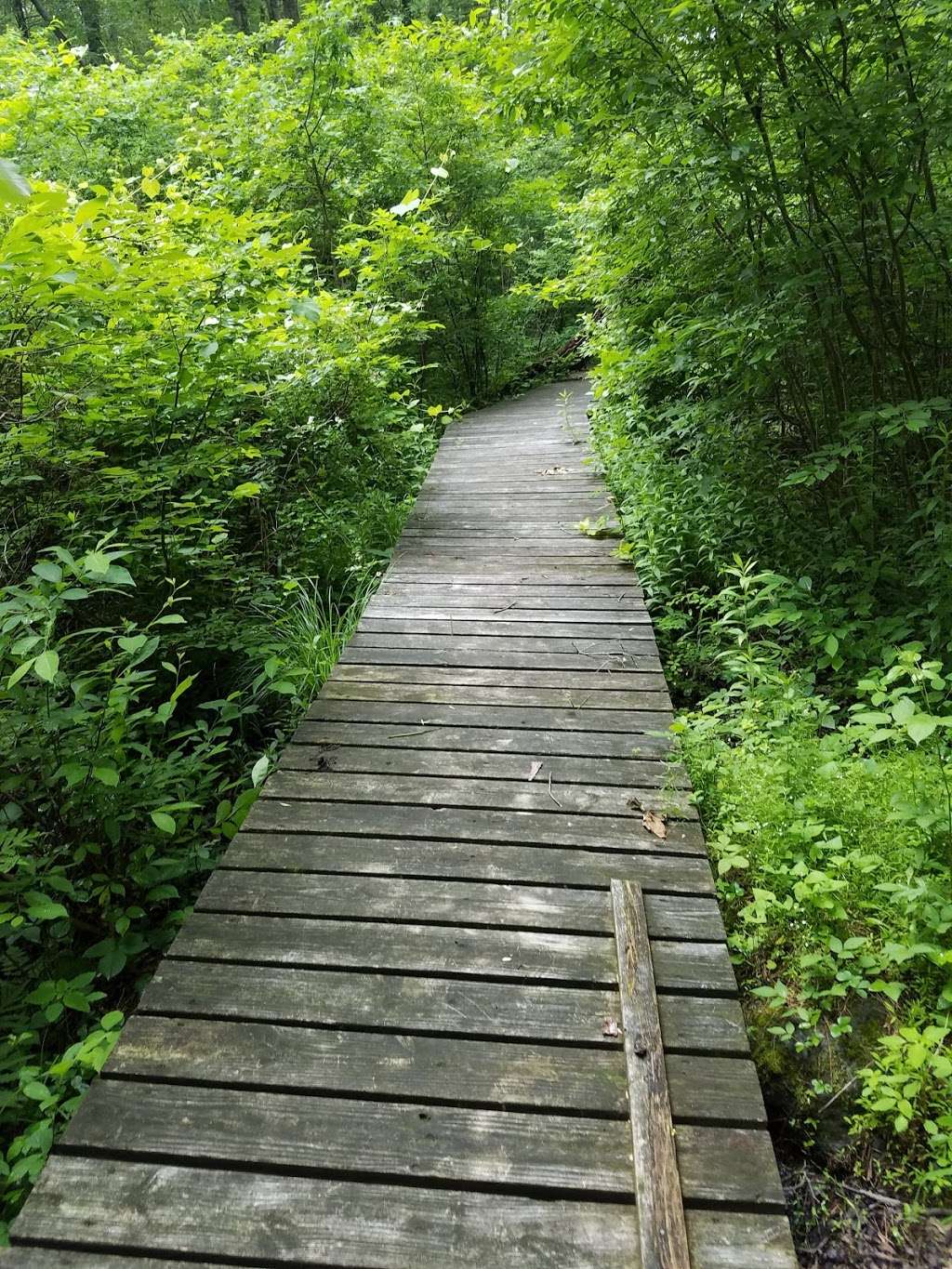 Bear Swamp & Lake Minge | Bangor, PA 18013, USA