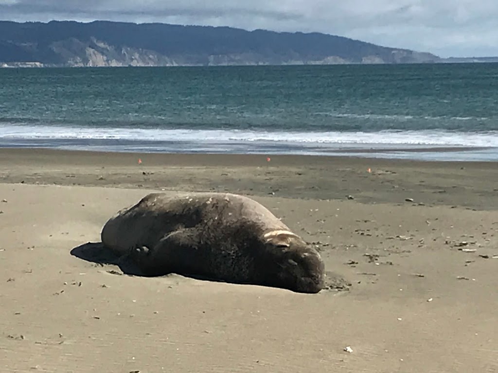 Kenneth C. Patrick Visitor Center | 1 Drakes Beach Rd, Inverness, CA 94937, USA | Phone: (415) 669-1250