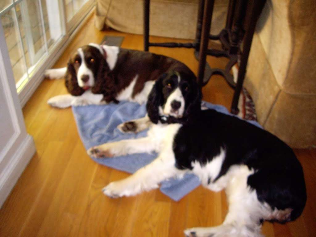 Canine Collections | 1 Cail Farm Rd, Sudbury, MA 01776, USA | Phone: (508) 930-7555