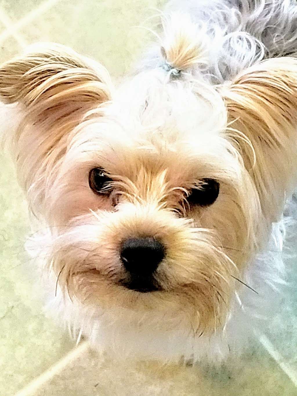 Brazos Woods Veterinary Clinic | 1406 FM 2004, Lake Jackson, TX 77566, USA | Phone: (979) 265-4594