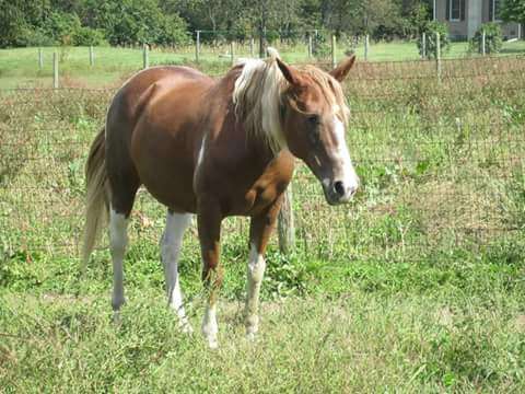 Triple L Ranch LLC | 1975 Krammes Rd, Quakertown, PA 18951, USA | Phone: (267) 227-6377