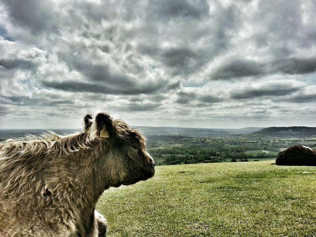 National Trust - Reigate Hill and Gatton Park | Wray Ln, Reigate RH2 0HX, UK | Phone: 01372 220640