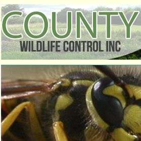 County Wildlife Control Inc | 21001 W Lakeview Pkwy, Mundelein, IL 60060 | Phone: (847) 949-5655