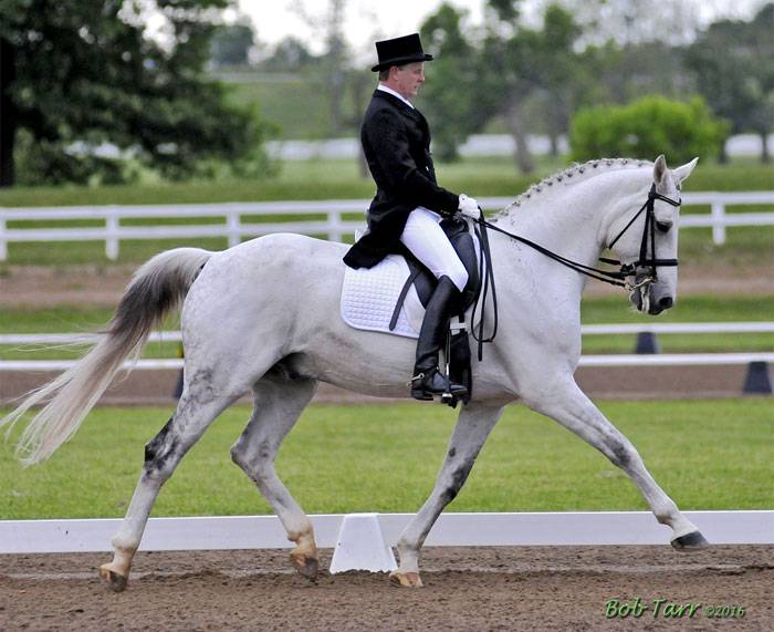 North Texas Equestrian Center - Riding Lessons & Horse Boarding  | 1765 Southview Dr, Wylie, TX 75098, USA | Phone: (972) 442-7544