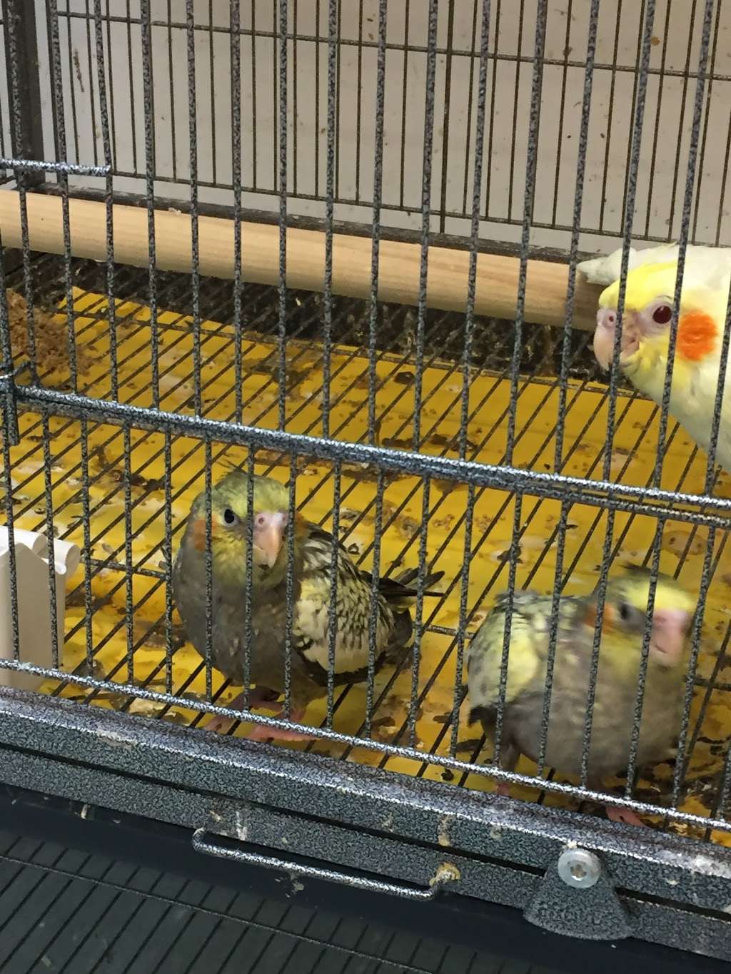 The Parrots Nest Of Maryland | 4508 Lower Beckleysville Rd, Hampstead, MD 21074 | Phone: (410) 374-1636