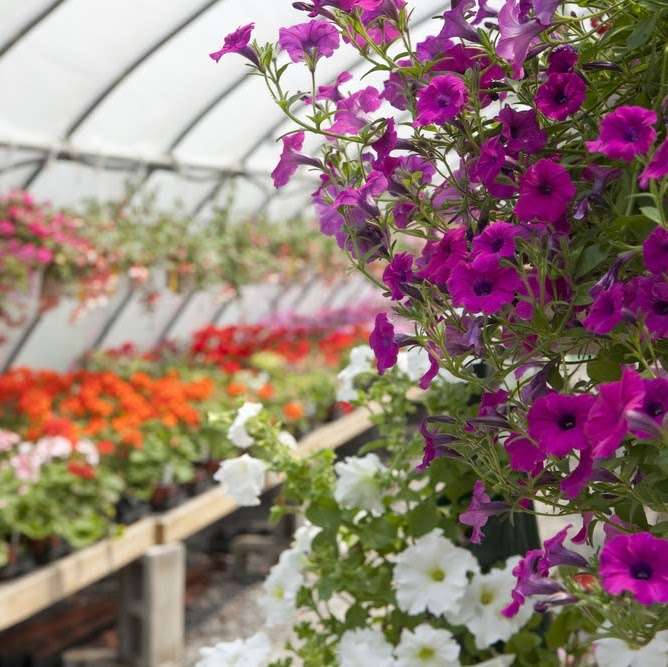 Dennis Perennials | 216 W 100 S, Valparaiso, IN 46385, USA | Phone: (219) 477-6704