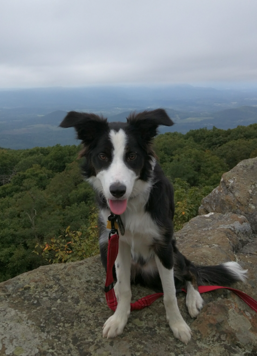 Appalachian Trail Access (Fm Blue Ridge Mtn Rd) | Appalachian Trail, Paris, VA 20130, USA