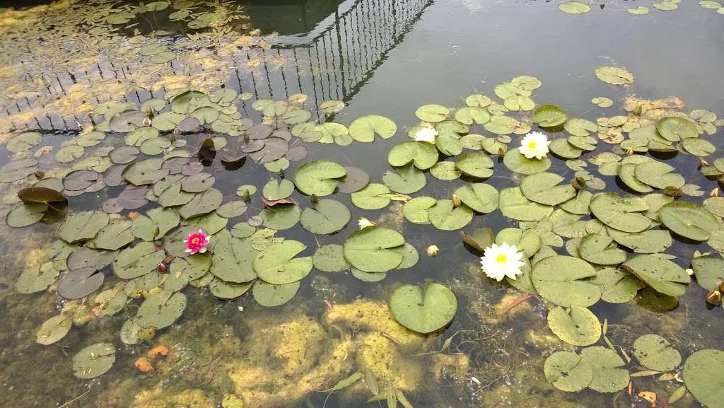 Aquatic Garden | Northbrook, IL 60062