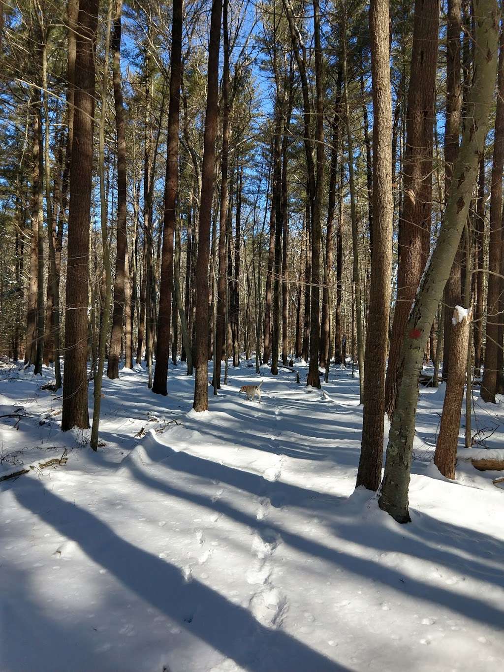 Miller Woods & Fogg Forest Parking | Norwell, MA 02061, USA