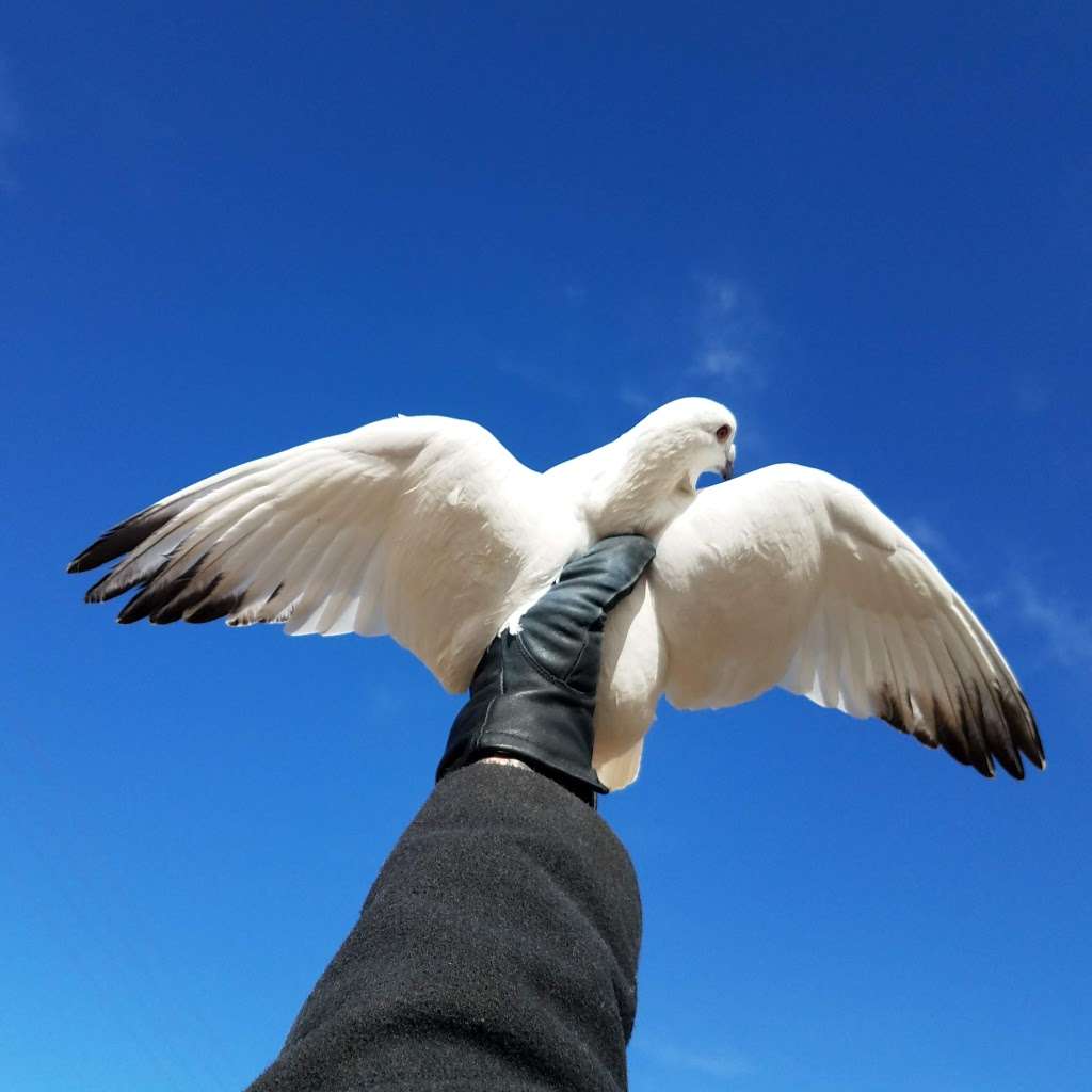 White Doves Memory Chain | 26002 Co Rd 60, Greeley, CO 80631, USA | Phone: (970) 888-4902