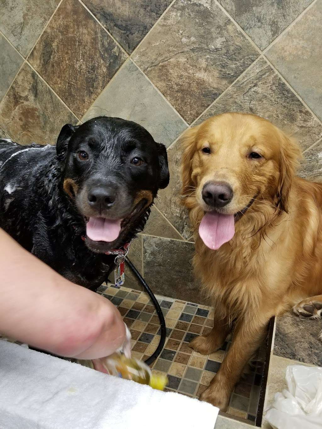 Pet Valu | 104 Baltimore Pike, Springfield, PA 19064, USA | Phone: (484) 479-3428