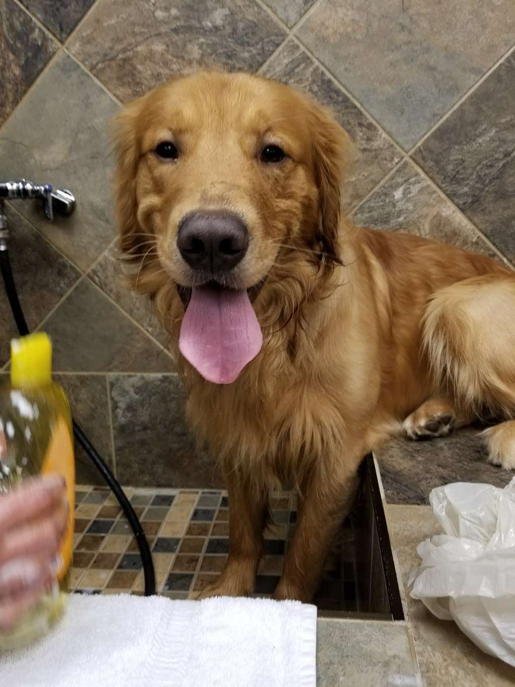 Pet Valu | 104 Baltimore Pike, Springfield, PA 19064, USA | Phone: (484) 479-3428