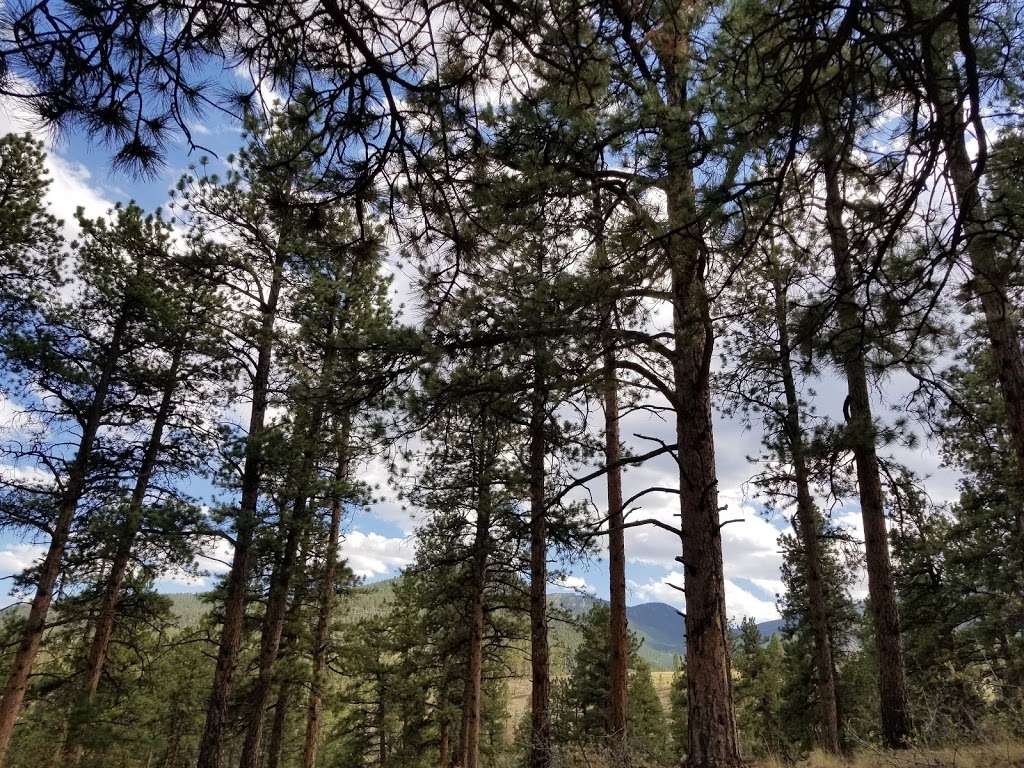 Brookside-McCurdy Trailhead | Bailey, CO 80421, USA