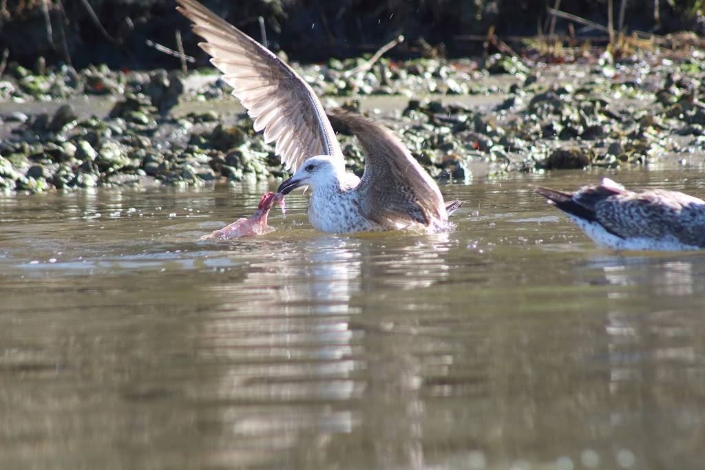 Owls Creek Boat Launch | 717 General Booth Blvd, Virginia Beach, VA 23451, USA | Phone: (757) 427-4461