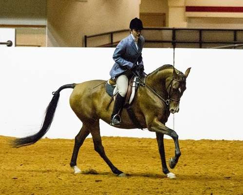 Debut Arabians | 1555 FM 1389, Combine, TX 75159 | Phone: (214) 334-3614