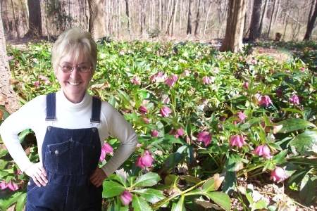 B and B Lenten Roses | 5414 Amick Rd, Julian, NC 27283, USA | Phone: (336) 543-6279