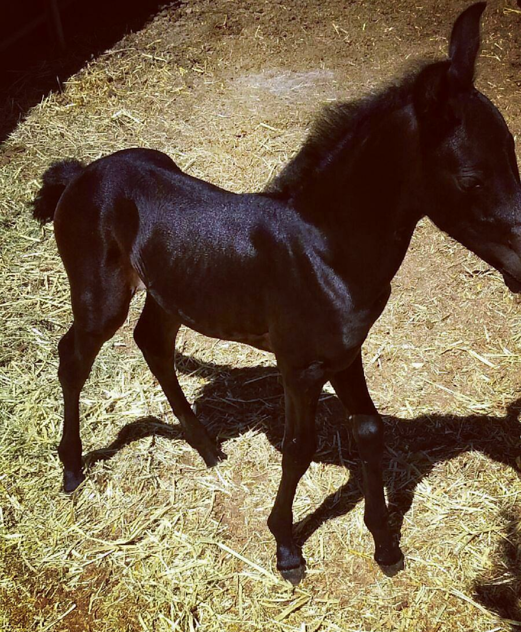 Hitching Post Feed & Pet Supply | 14659 E Ave N, Lancaster, CA 93535 | Phone: (661) 264-2130