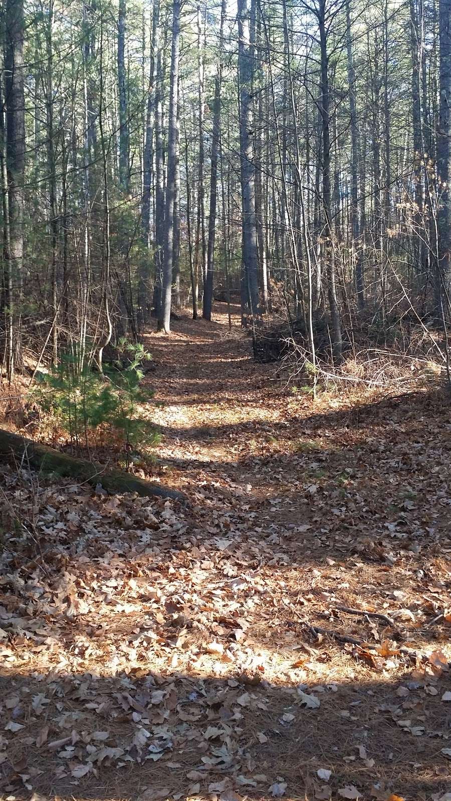 Little Dickerman Town Forest | Hollis, NH 03049, USA