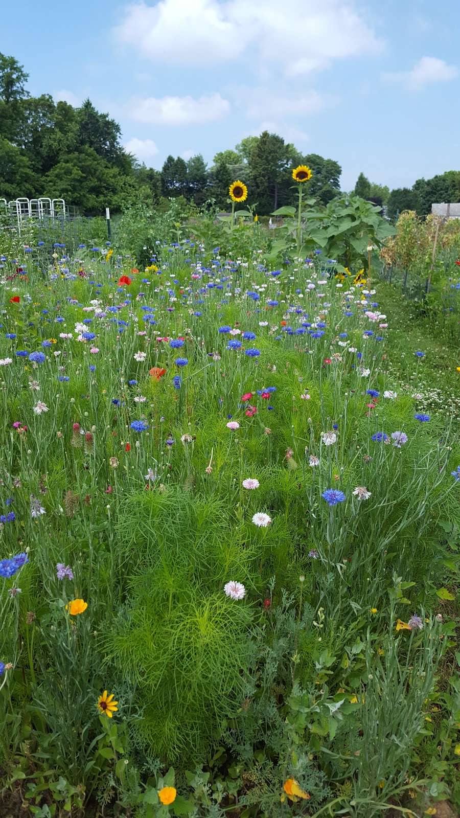 Wheatland Community Garden | 950 Hamilton Park Dr, Lancaster, PA 17603, USA