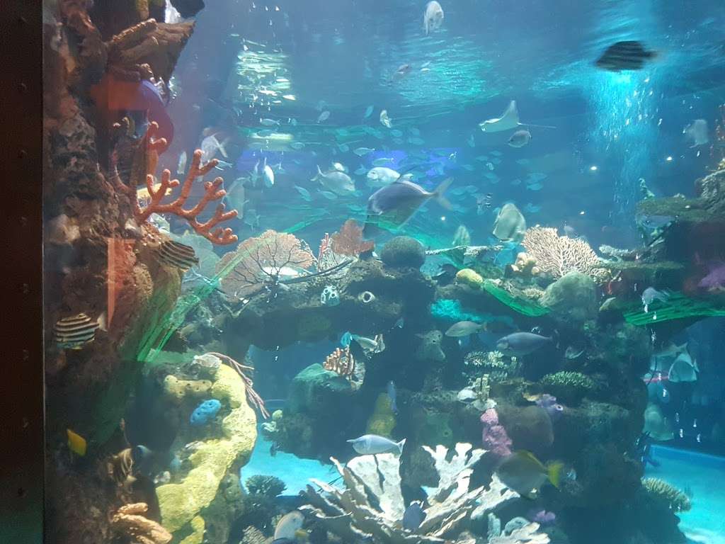 The Aquarium at the Silverton Hotel | 3333 Blue Diamond Rd, Las Vegas, NV 89139, USA | Phone: (702) 263-7777