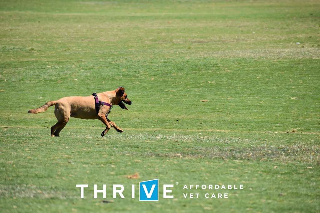 THRIVE Affordable Vet Care | 10245 North Fwy Suite 150, Houston, TX 77037, USA | Phone: (832) 648-2875