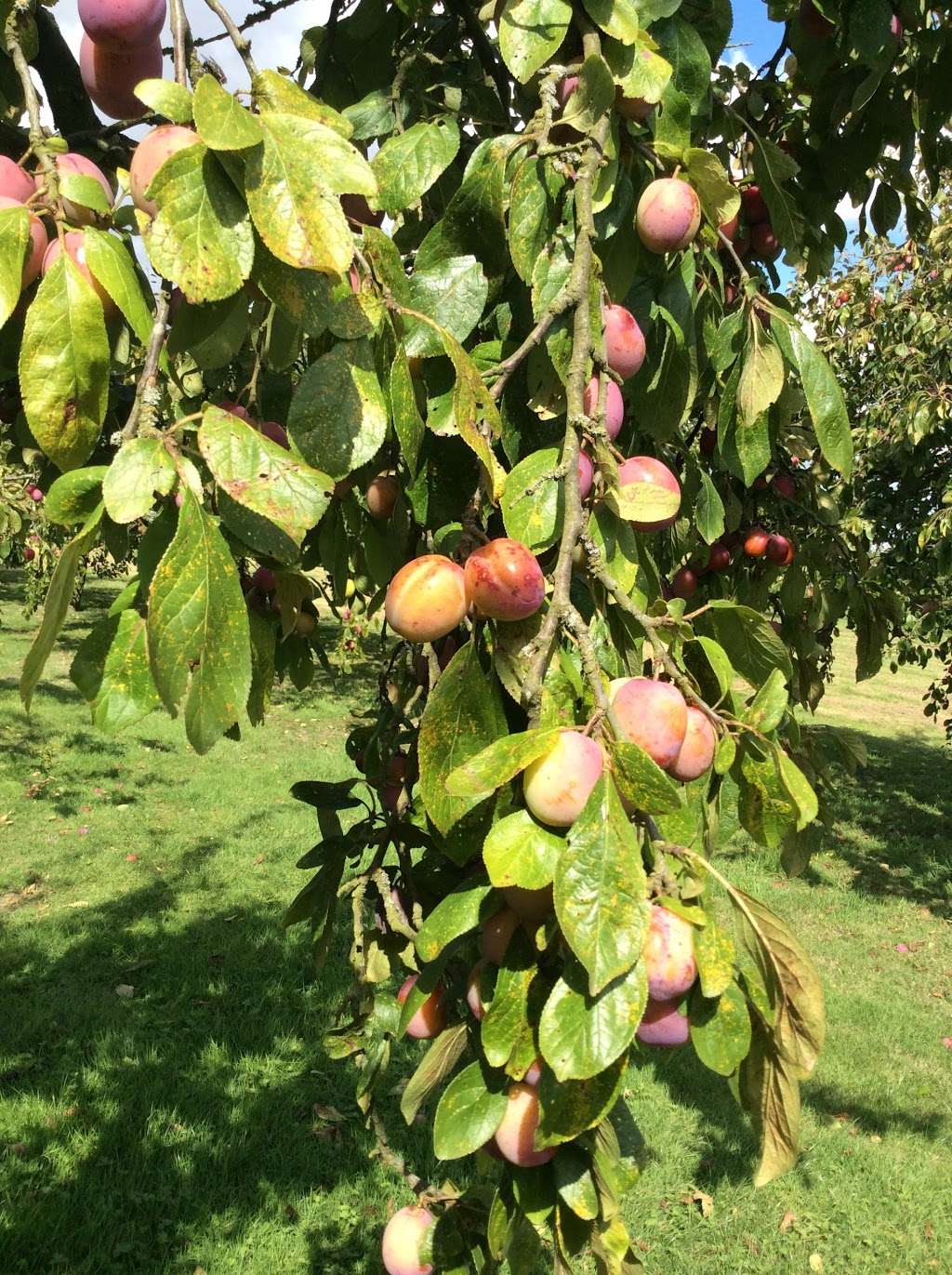 Bloomfield Fruit Farm | Ashlyns La, Ongar CM5 0NB, UK | Phone: 01992 522725