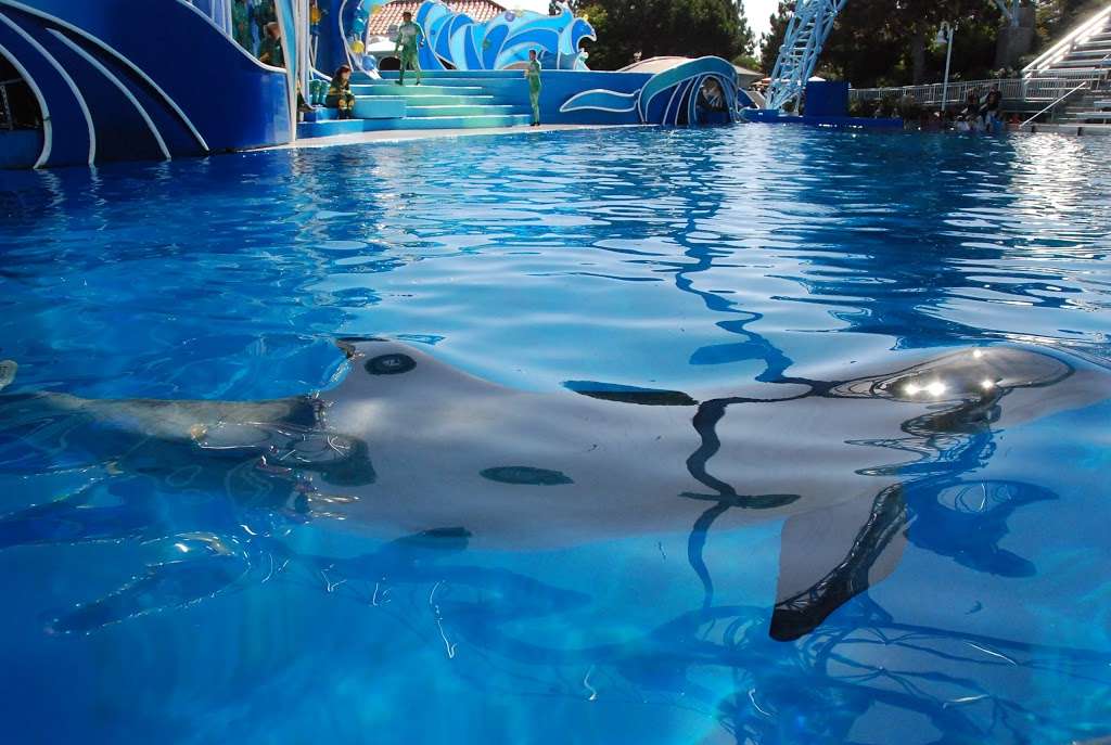 Dolphin Encounter | San Diego, CA 92109, USA