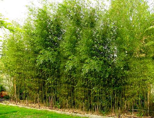 Bamboo Plants | 175 Continental Rd, Cornwall, NY 12518, USA | Phone: (845) 218-1006