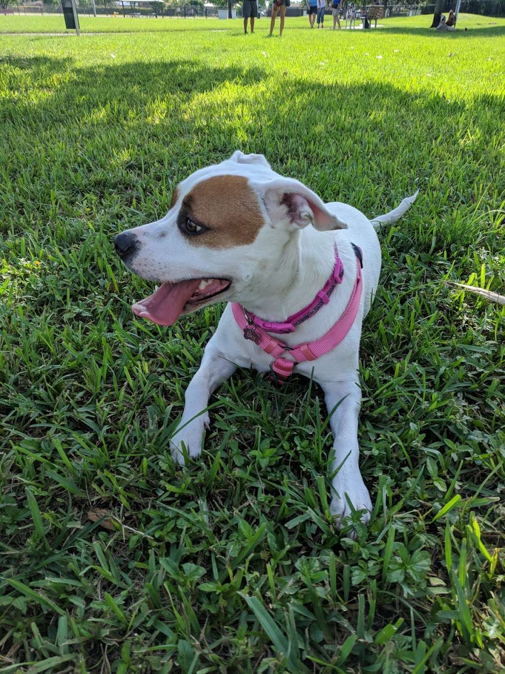 Happy Tails dog Park | 6600 SW 16th St, Plantation, FL 33317 | Phone: (954) 797-2200