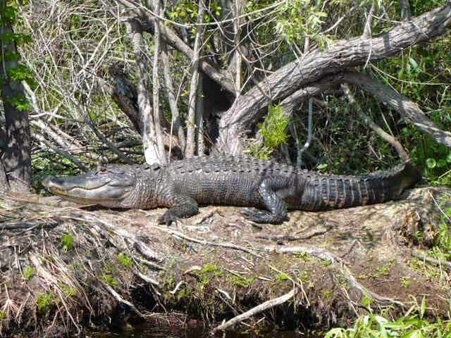 Airboat Rides Melbourne | 6000 Lake Washington Rd, Melbourne, FL 32934, USA | Phone: (321) 288-3997