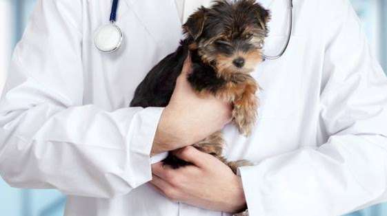 Animal Health Clinic and Hospital of Lake County | 3479 Washington St, Gurnee, IL 60031, USA | Phone: (847) 865-9176