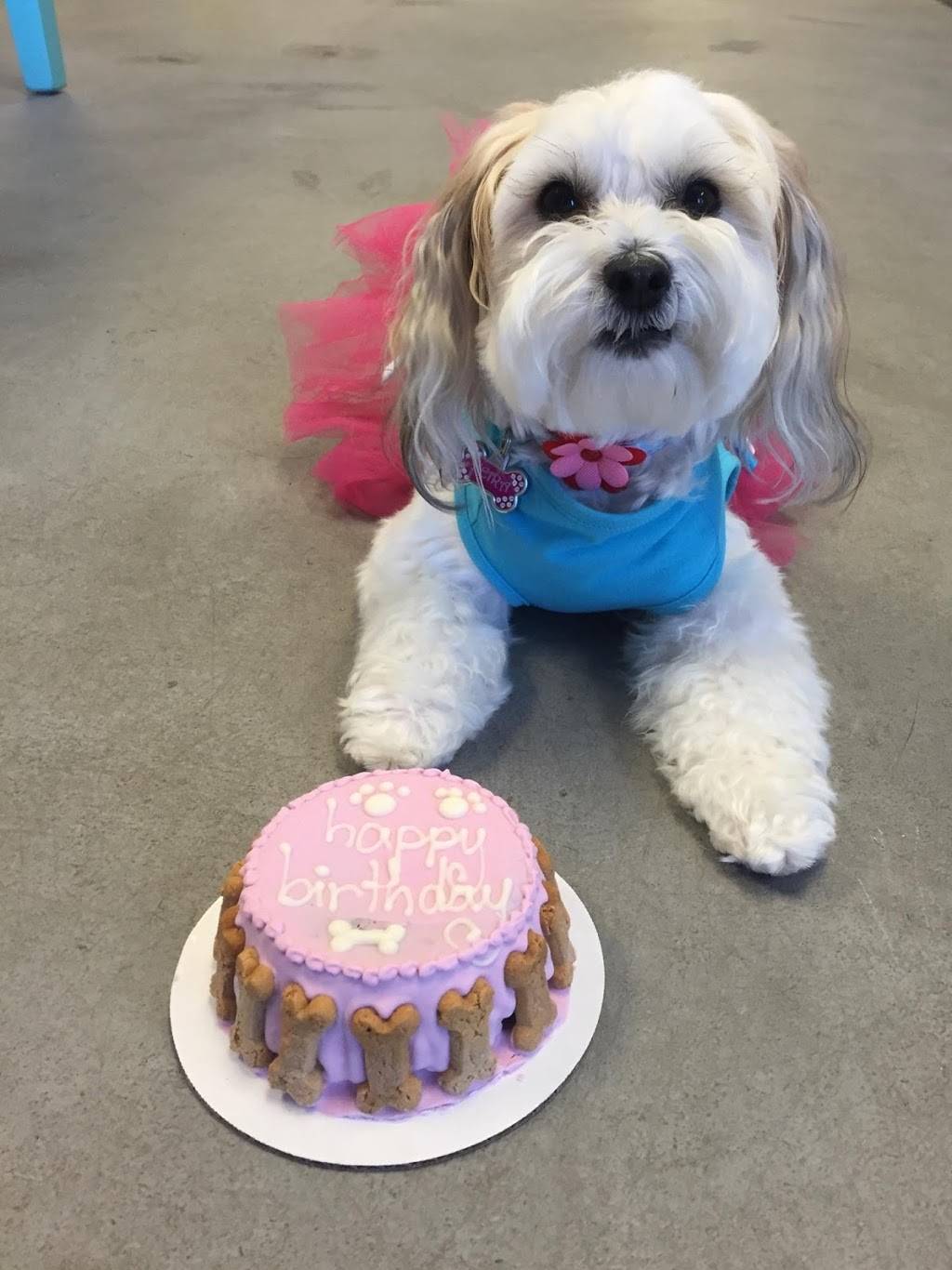 Simon & Halles Pet Boutique | 3107 Builder Dr #7, Lafayette, IN 47909, USA | Phone: (765) 838-1020