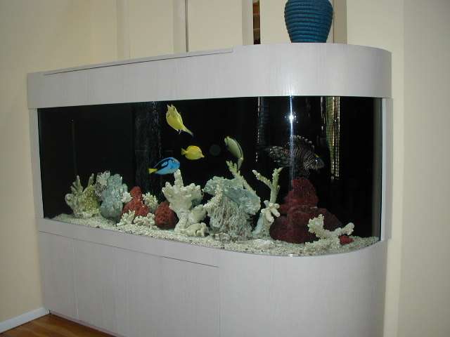 Aquarium Network | 2435 Grand Ave, Bellmore, NY 11710, USA | Phone: (516) 798-4727