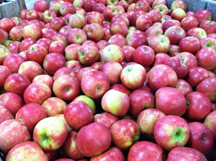 Macks Apples | 230 Mammoth Rd, Londonderry, NH 03053 | Phone: (603) 434-7619