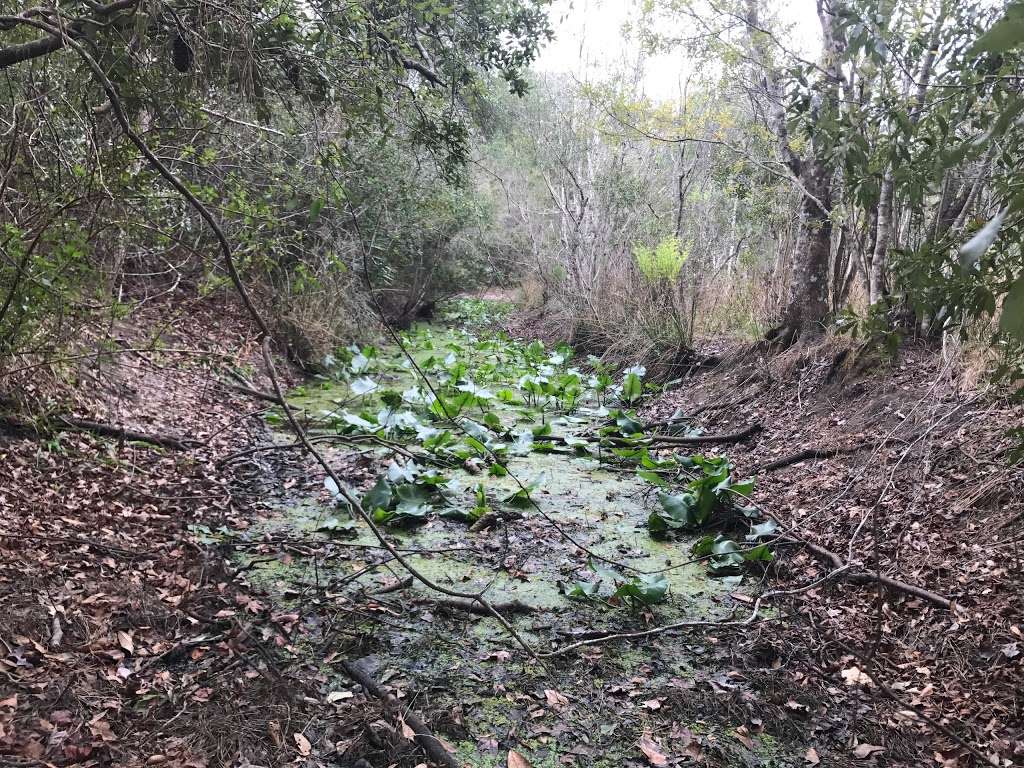 Silver Springs Connector Trail | 3199 NE Co Rd 315, Fort McCoy, FL 32134, USA