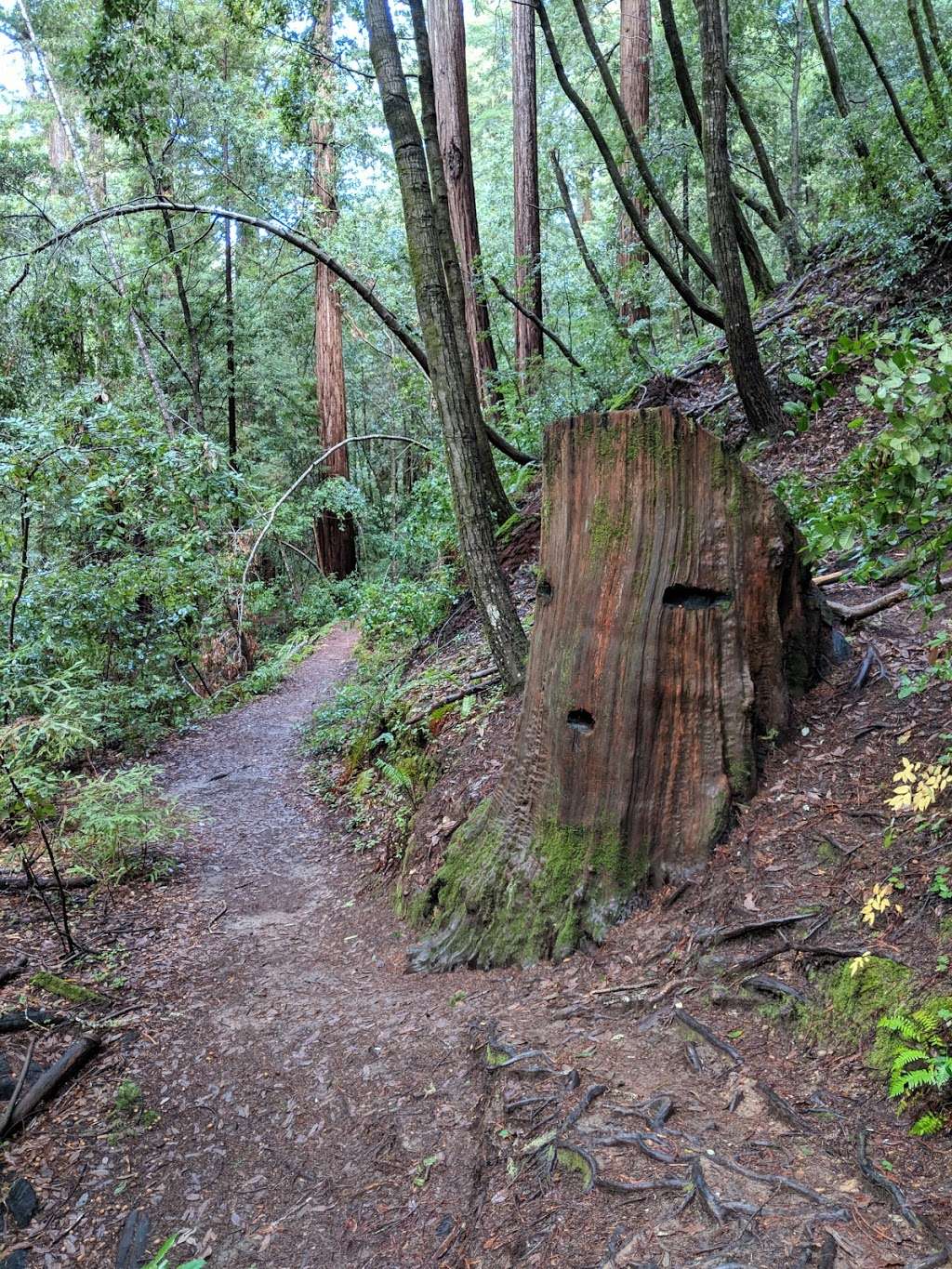 Berry Creek Falls Loop Trail | Boulder Creek, CA 95006, USA