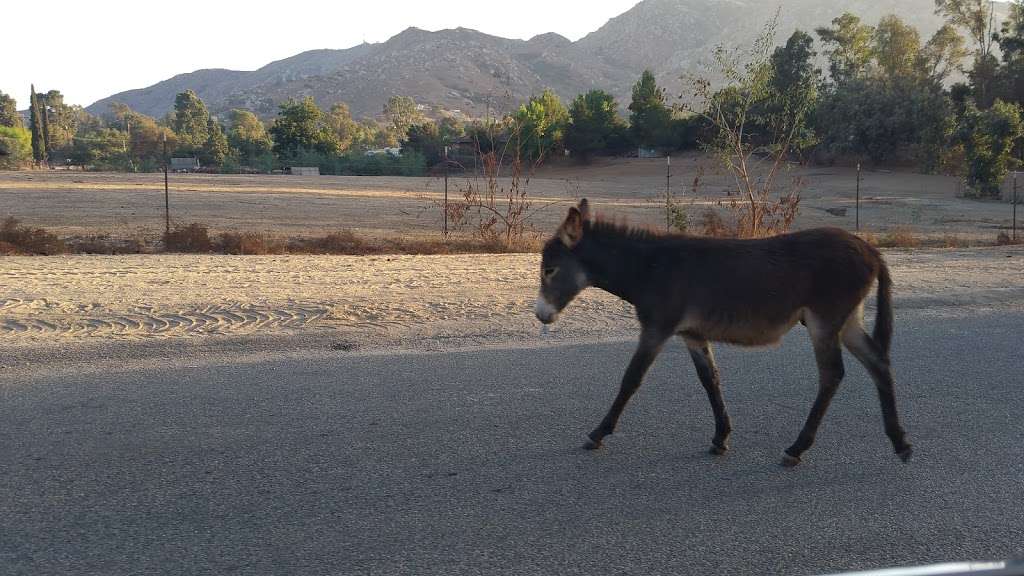 Wild Burrow Ranch | 8733-8743 Pigeon Pass Rd, Moreno Valley, CA 92557, USA