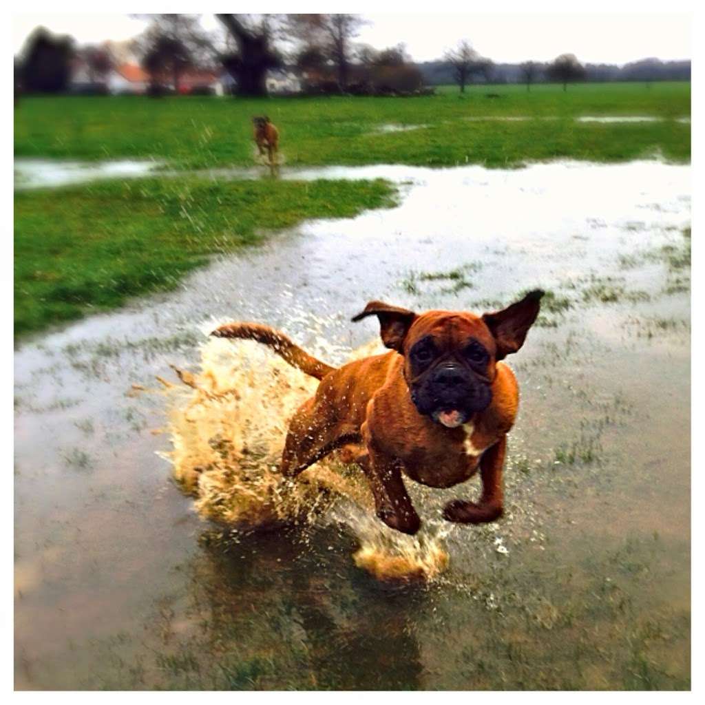 Pawfect Friends | Goose Ln, Bishops Stortford CM22 7UX, UK | Phone: 07944 490493