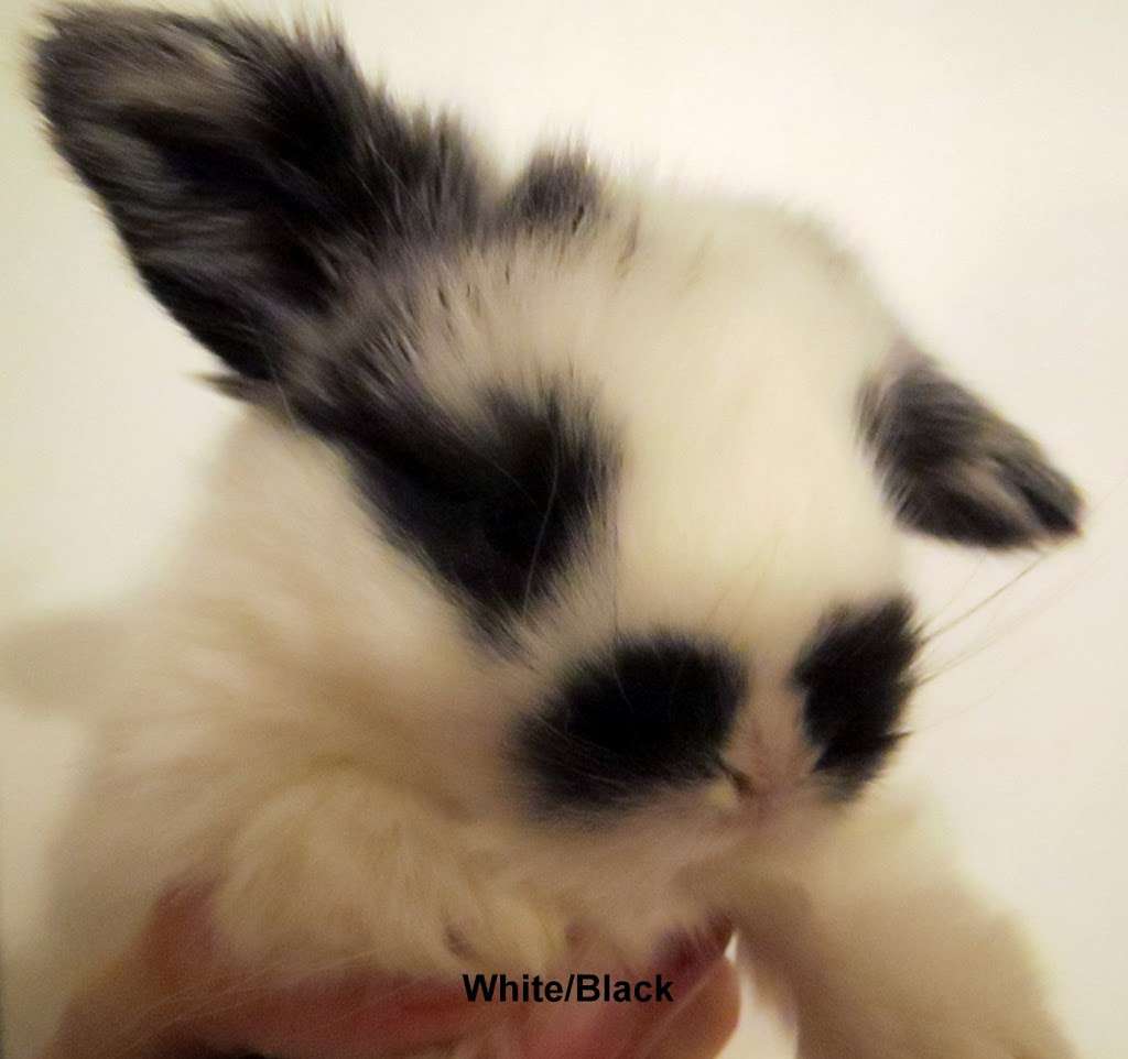 Sweet Dream Tiny Lop Rabbitry | 826 Green Valley Rd, Jackson, NJ 08527 | Phone: (732) 806-7370