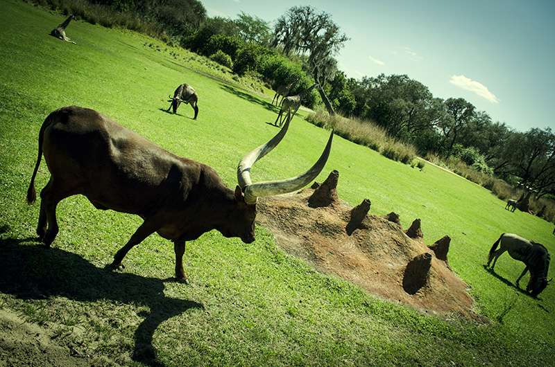 Bus Stop - Disneys Animal Kingdom Theme Park | Kissimmee, FL 34747, USA