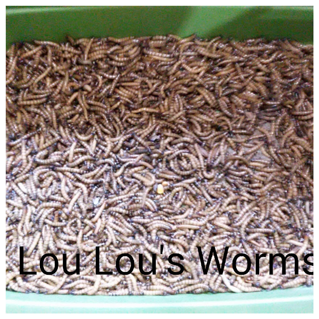 Lou Lous Worms | 16407 S Ravenswood Dr, Magnolia, TX 77354, USA | Phone: (832) 975-5597