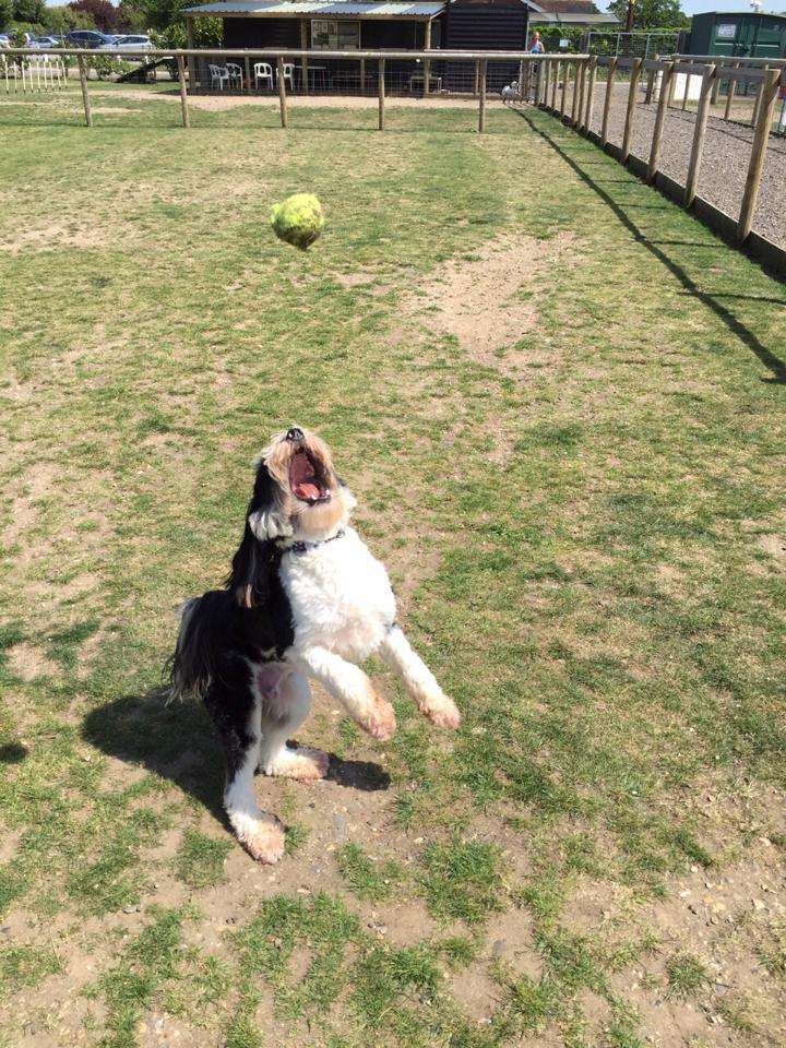 Barehams Boarding & Daycare Centre | Old Kennel Farm, Brentwood Rd, Orsett, Grays RM16 3DR, UK | Phone: 01375 891421