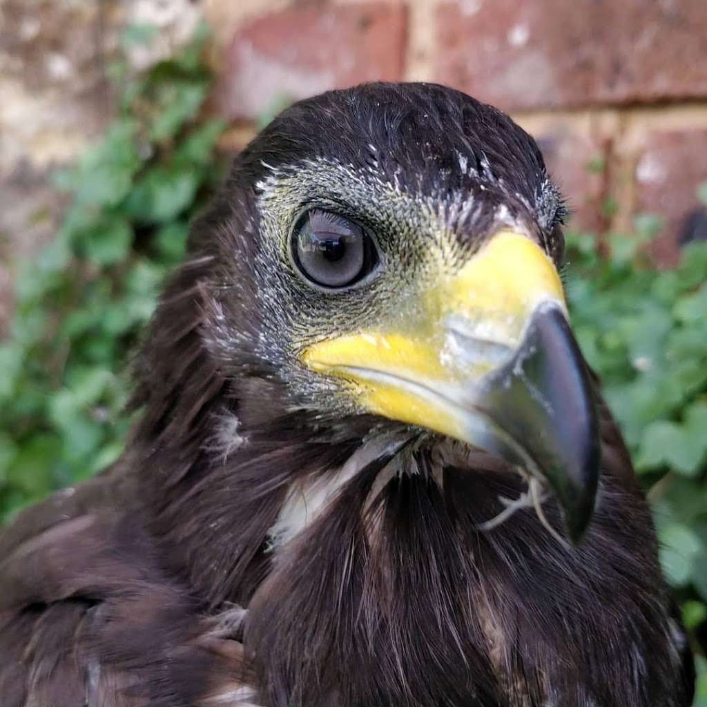 The Raptor Centre | Hobbledown, Horton Ln, Epsom KT19 8PT, UK | Phone: 01892 861175