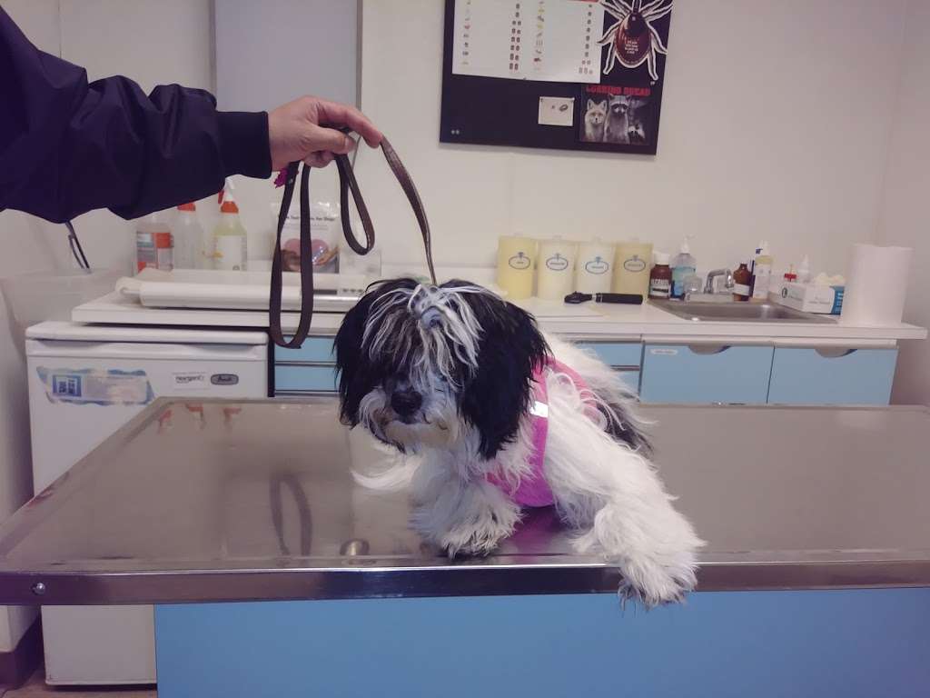 Petcare Animal Clinic | 4373 156th St, Flushing, NY 11355 | Phone: (718) 762-4747