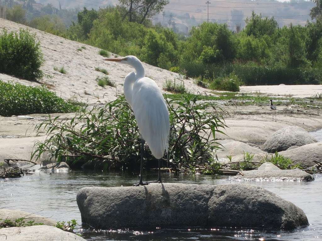 LA River Kayak Safari | 2825 Benedict St, Los Angeles, CA 90039, USA | Phone: (213) 308-5390