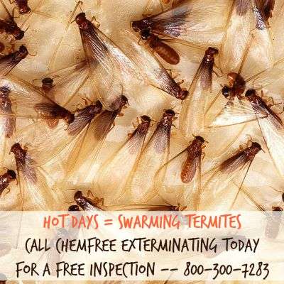 Chemfree Exterminating | 518 S Central Park Ave E, Anaheim, CA 92802 | Phone: (800) 300-7283